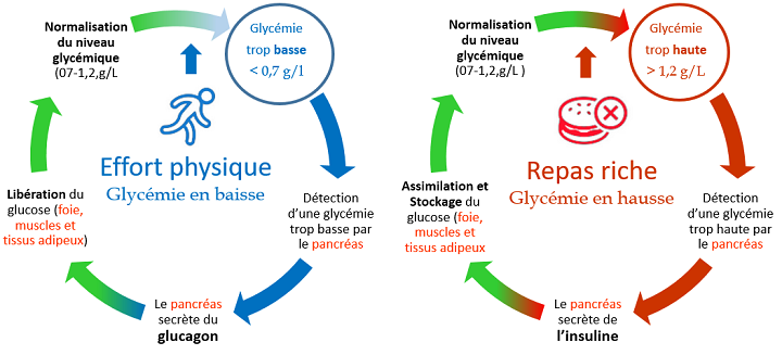 Cycle du glucagon et de l'insuline