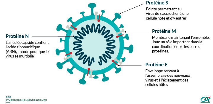 4 protéines essentielles au cycle complet du SARS-Cov-2